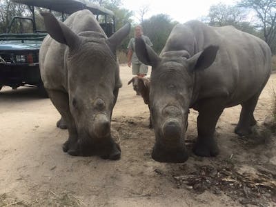 Daina Rawlings: close-up of two rhinos