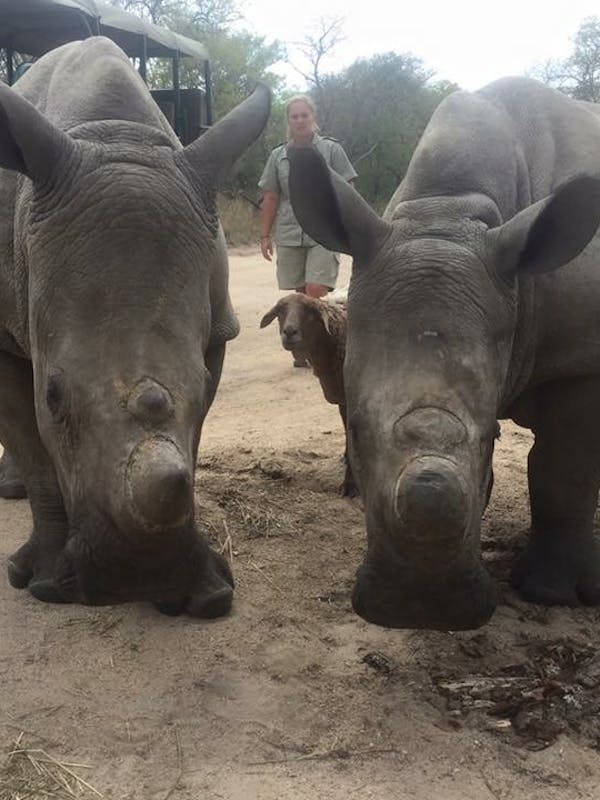 Daina Rawlings: close-up of two rhinos