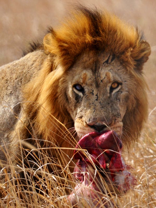 A lion feasting on a kill