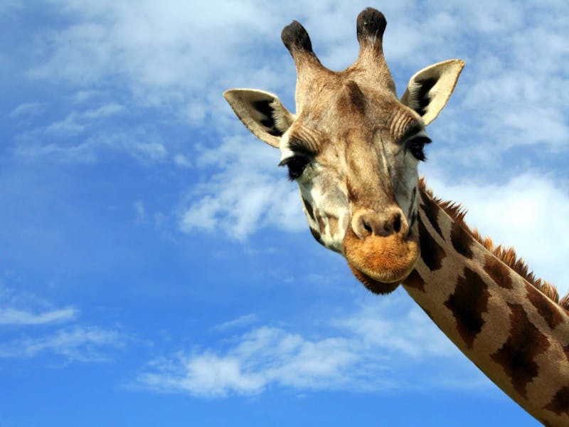 A cheerful looking giraffe peering down at the camera