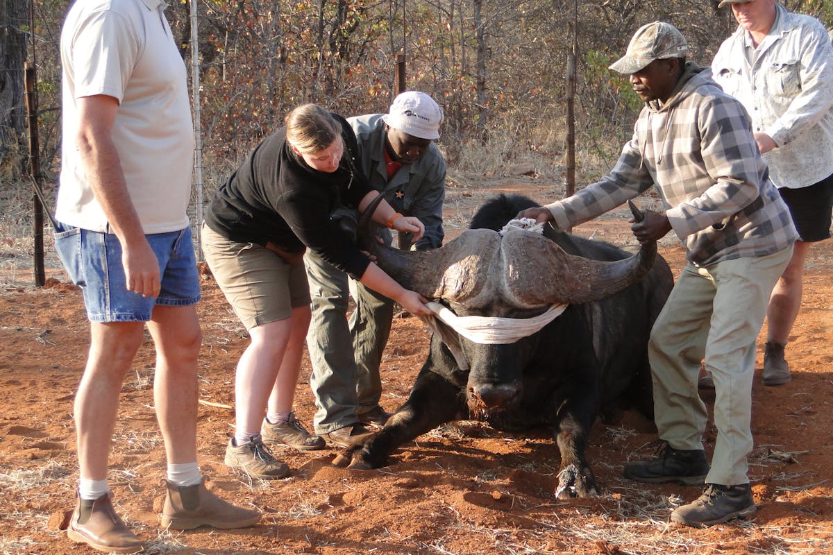 Group of professionals and ACE volunteer sedating buffalo