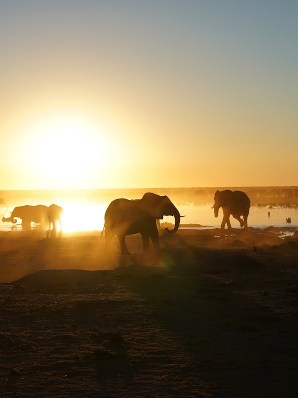 Elephants beside the water in the sunset