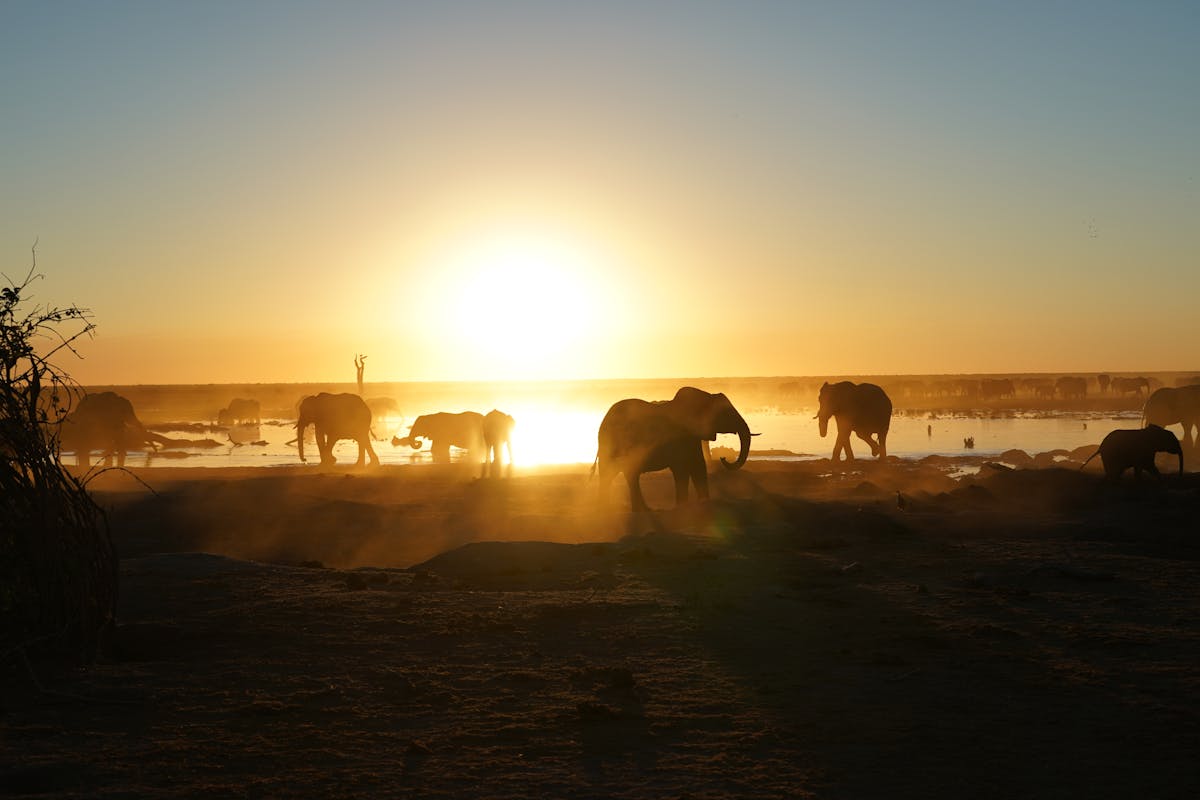 Elephants beside the water in the sunset