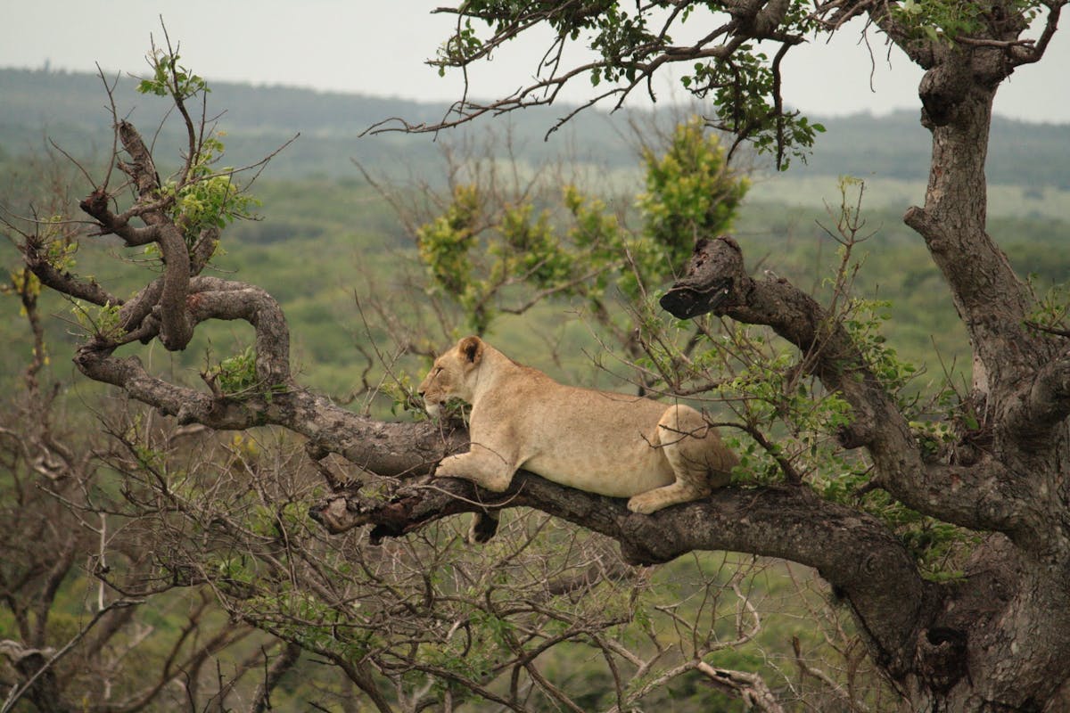 Close-up of a lion on a tree