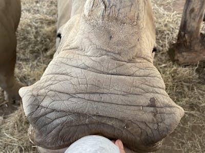 Close up of bottle feeding a baby rhino, Golola Rhino Orphanage and Rehabilitation Centre