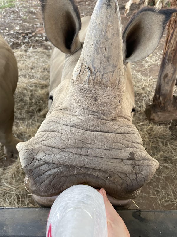 Close up of bottle feeding a baby rhino, Golola Rhino Orphanage and Rehabilitation Centre