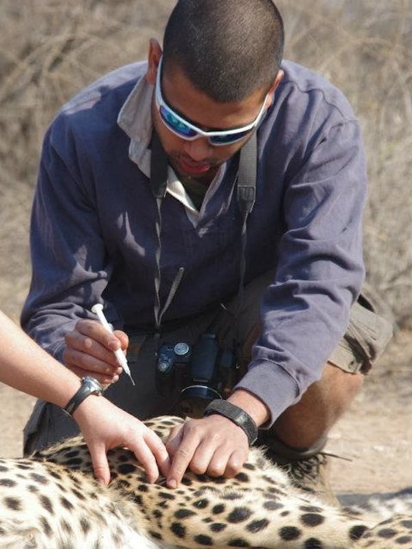 ACE school student supporting a professional vet by injecting a cheetah in the field