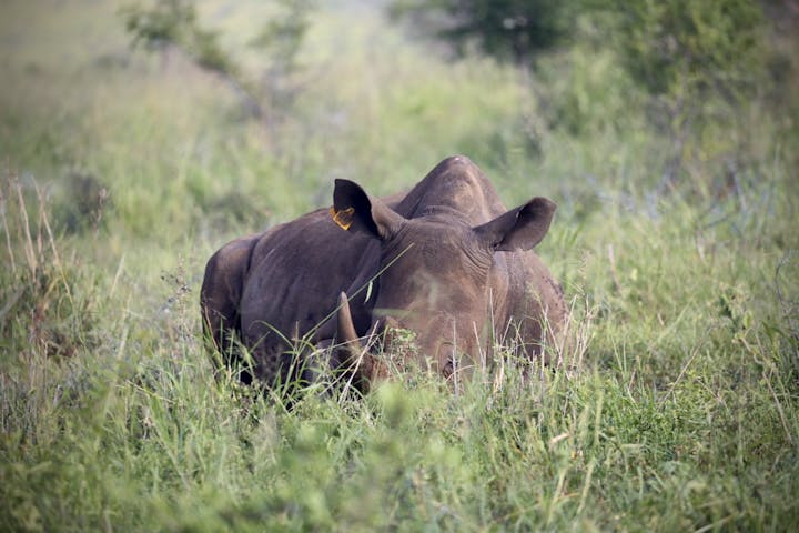 Terra X Blog: rhino laying down in long grass