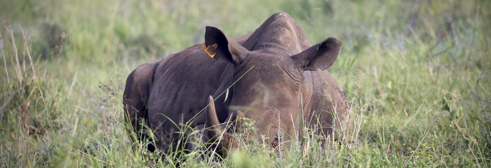 Terra X Blog: rhino laying down in long grass