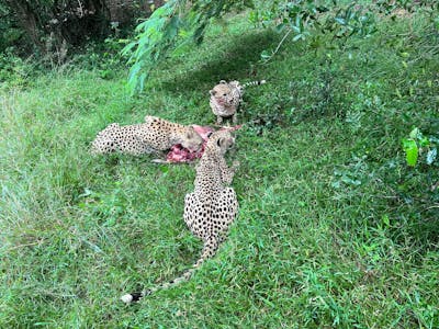 Tyler Neufeld: cheetah feeding on a dead animal