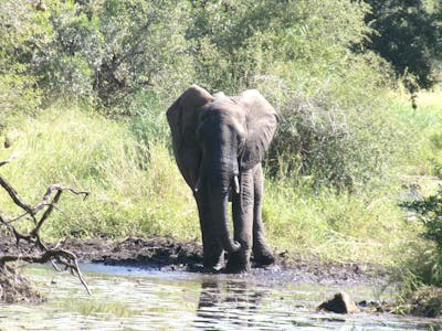 Cara Sexton: elephant in the bush