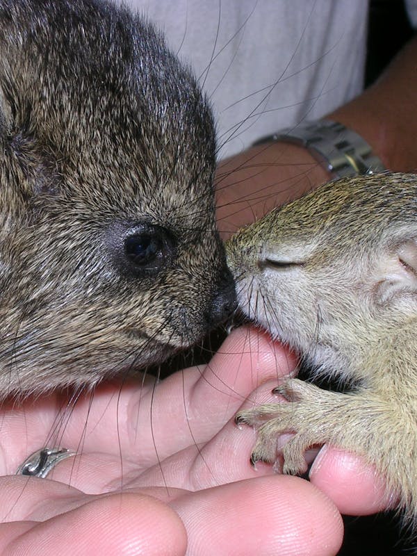 Rock Dassie and Tree Squirrel nose to nose