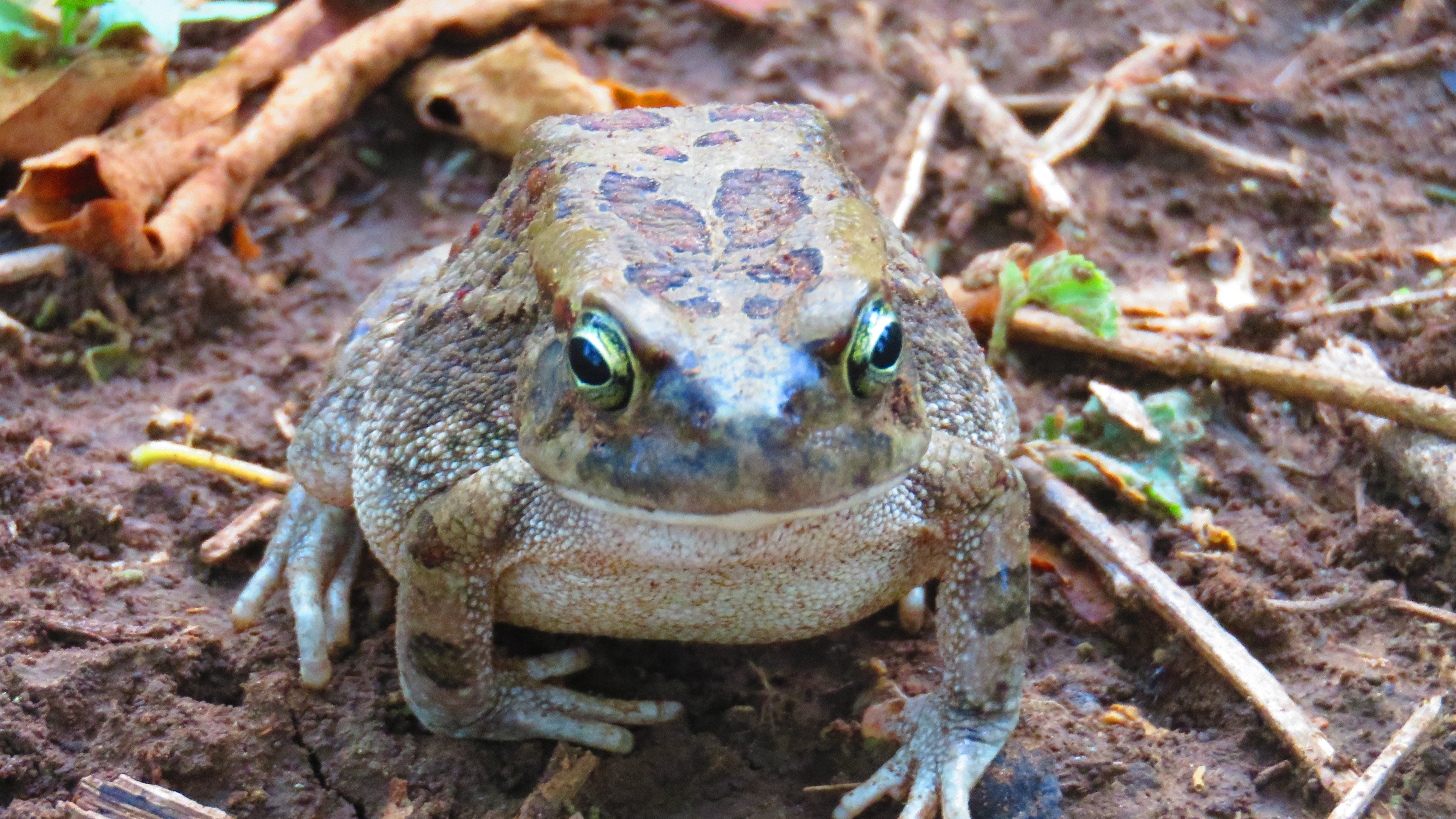 Game Ranger Experience