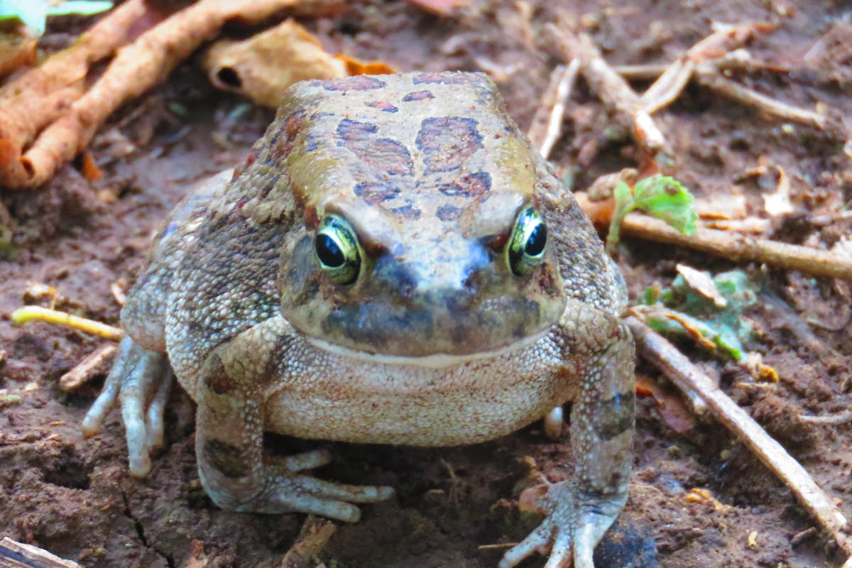 Close-up of a toad