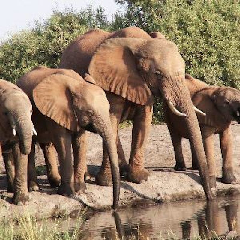 Elephants by the water, Roy Bower
