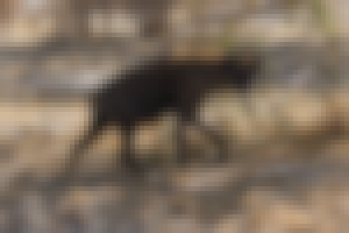 Rino Eliassen: close-up of a hyena