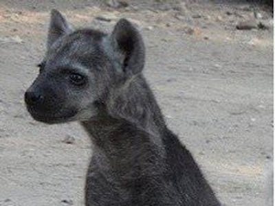 Luma the Hyena