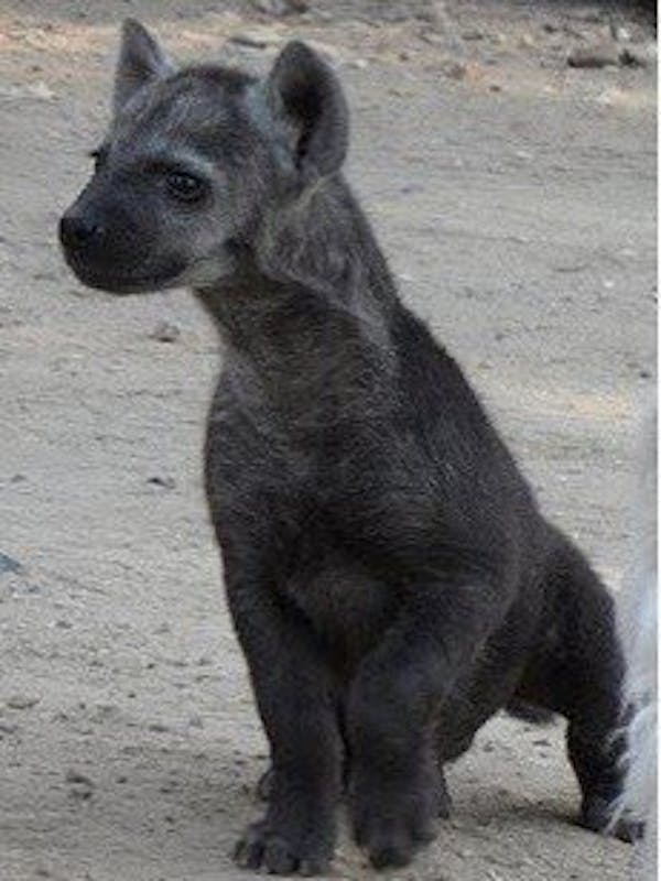 Luma the Hyena