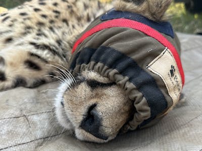 Laoise Corkery: sedated cheetah