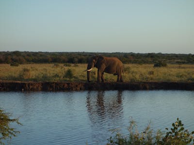 Pierce Kempkes: elephant by the water