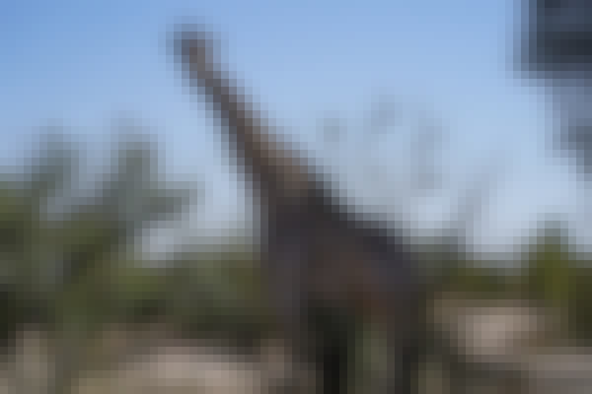 Rino Eliassen: close-up of a giraffe