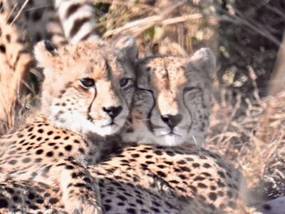Isobel Yeo: close-up of two cheetahs