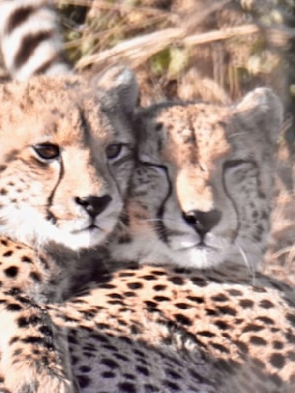 Isobel Yeo: close-up of two cheetahs