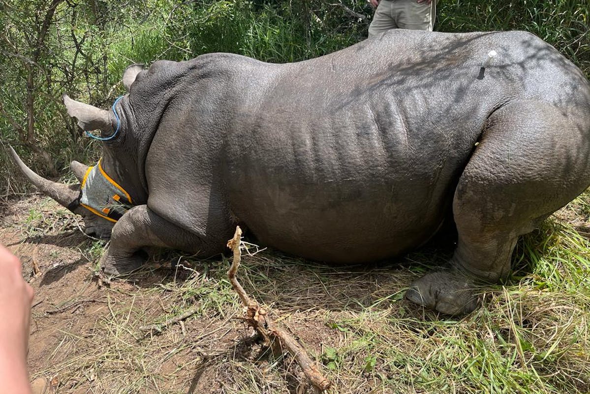A sedated rhino