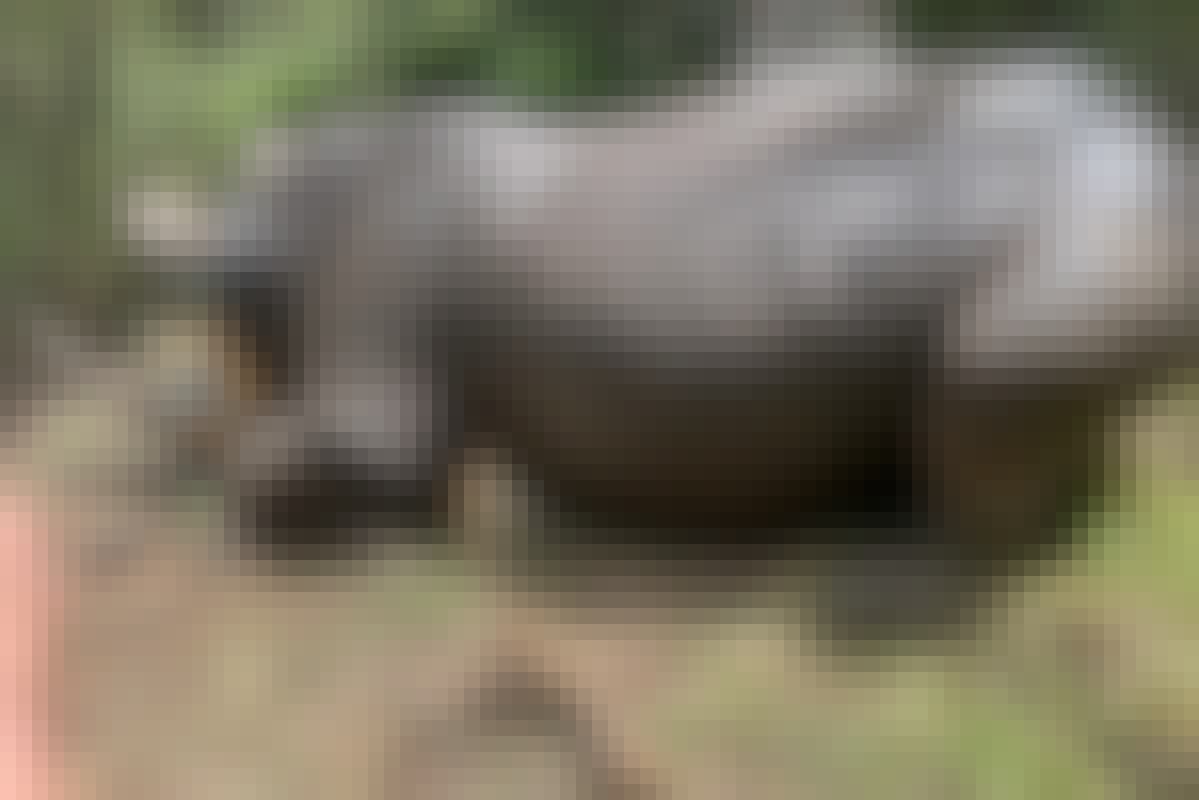 A sedated rhino