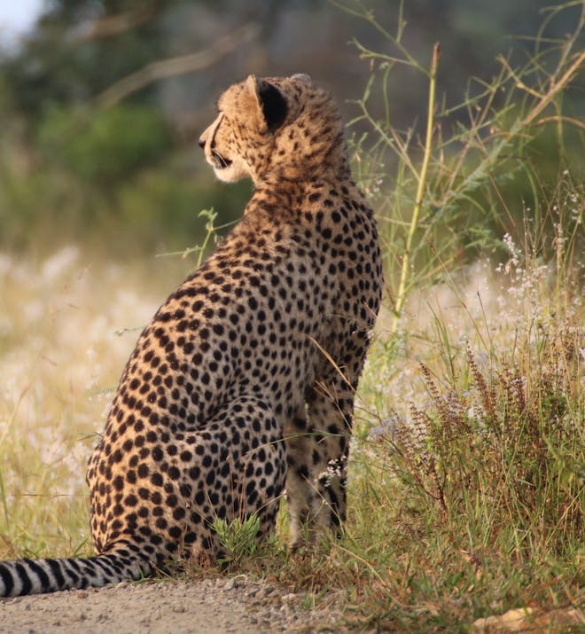 Phinda Wildlife Research Project: cheetah
