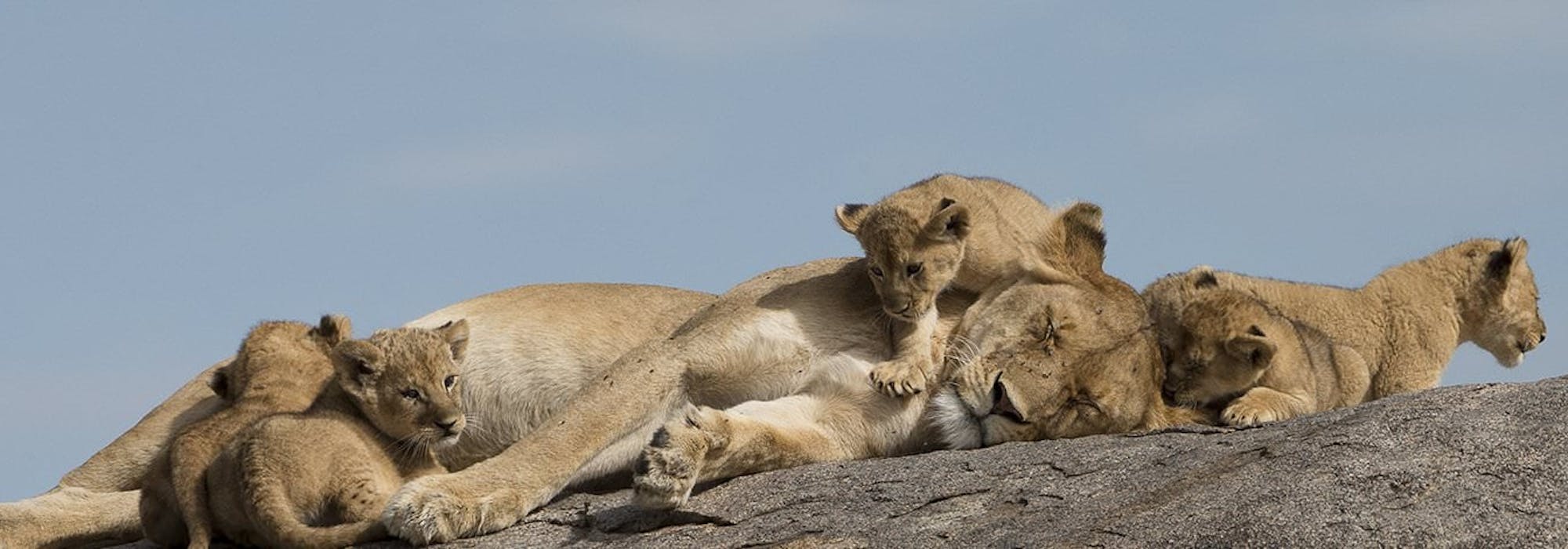 Close-up of lions and cubs sleeping