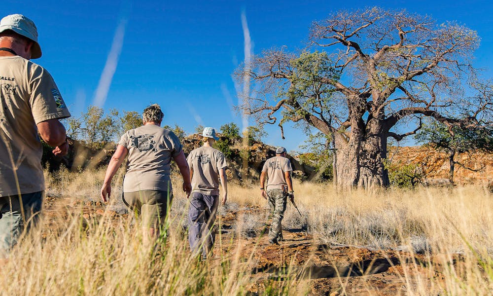 A group of ACE volunteers hiking through the bush past a Baobab tree