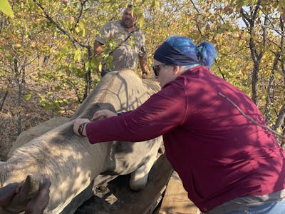 Kaitlyn Evans: a team of vets work on a cattle