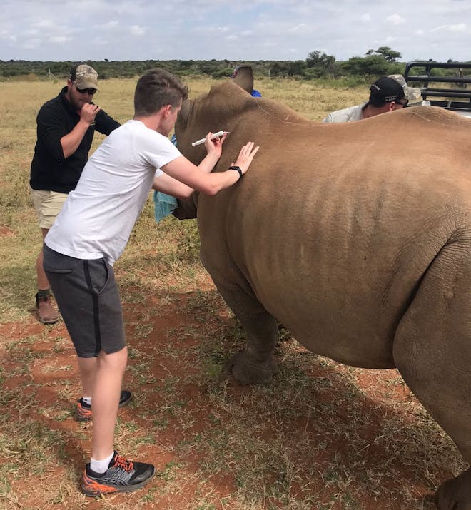 A male volunteer injects a rhino