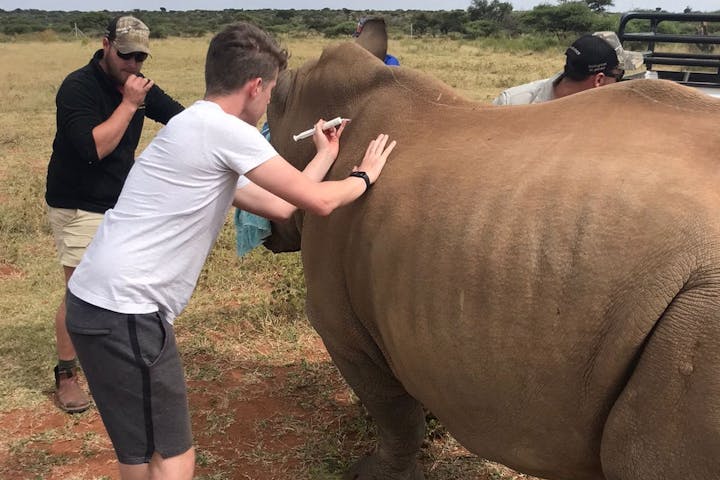 A male volunteer injects a rhino