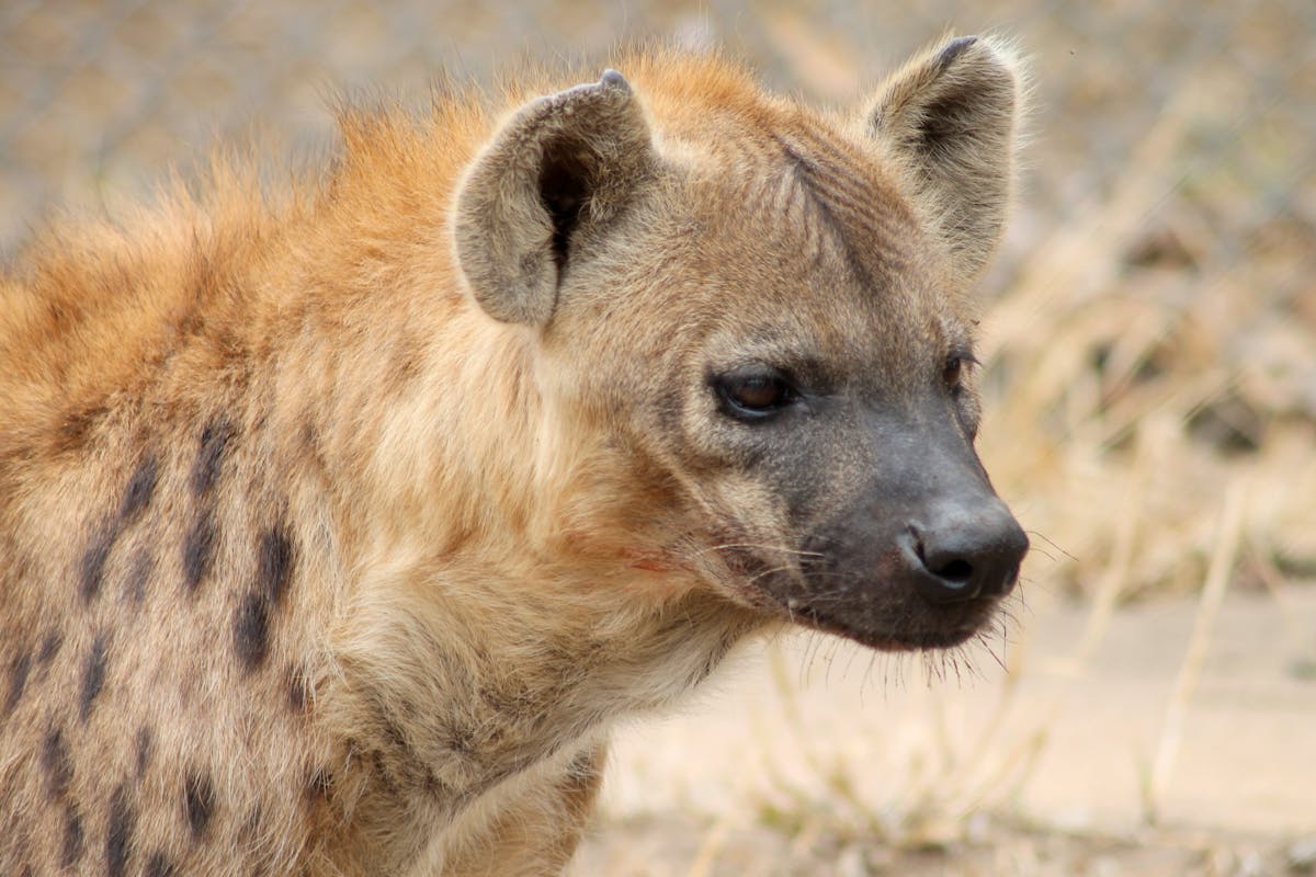 Close up of a spotted hyena at Moholoholo