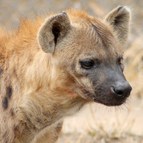 Close up of a spotted hyena at Moholoholo