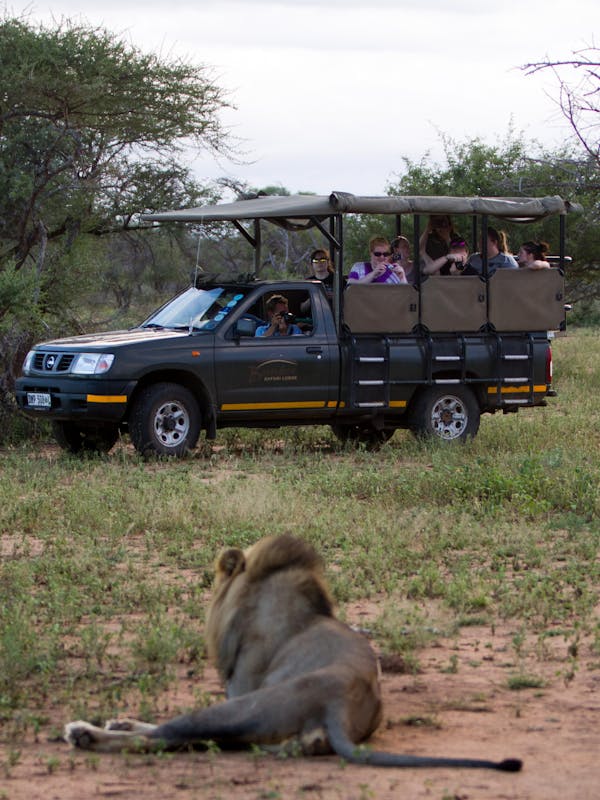 A school group viewing lions safely from their vehicle