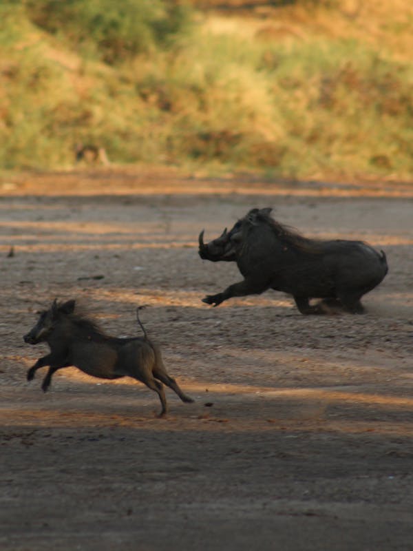 Close-up of a baby warthog running with an adult warthog