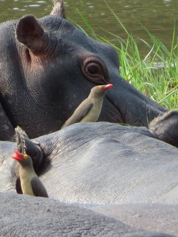 Rebecca Bower: close-up of birds atop some hippos