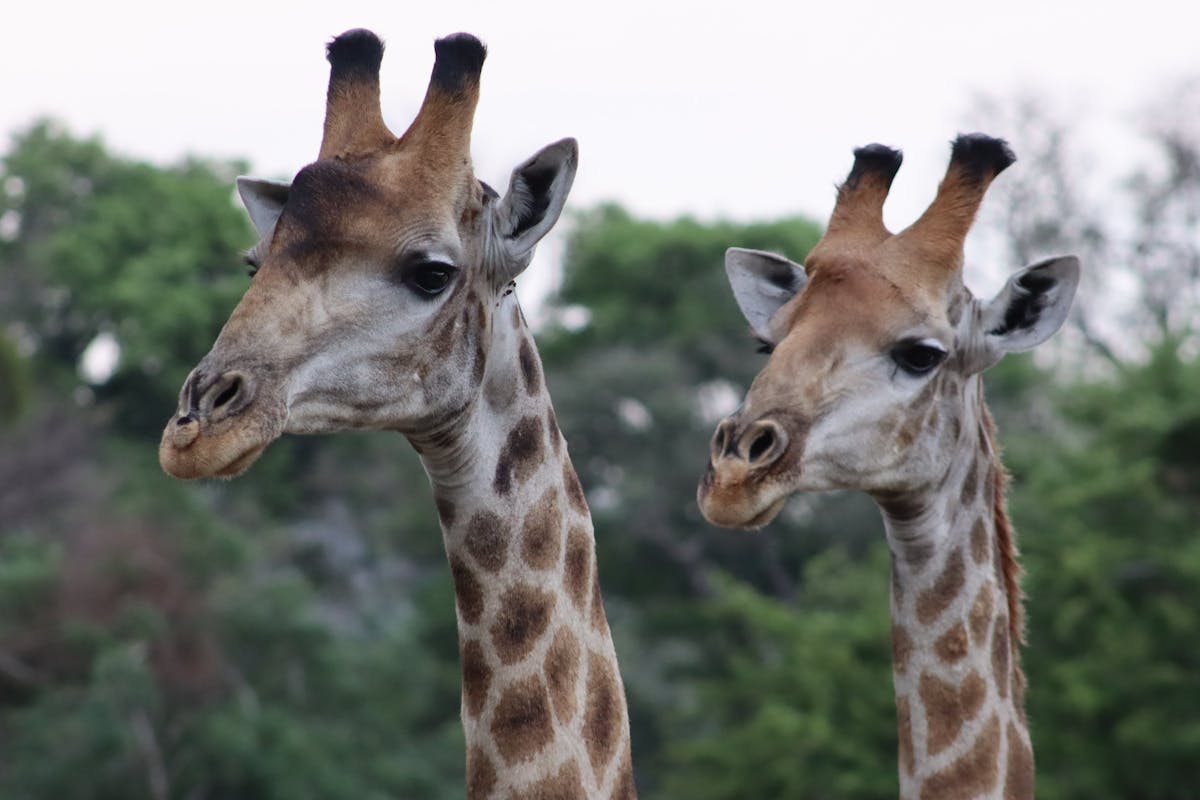 Close-up of two giraffes