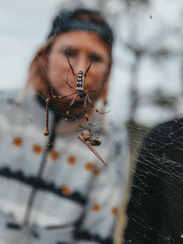 Close-up of a spider on a web, with two ACE volunteers looking at it
