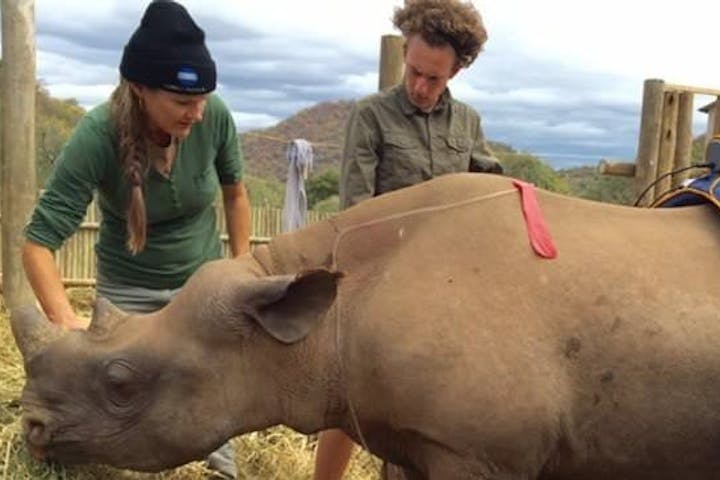 Thor the rhino orphan at Care for Wild