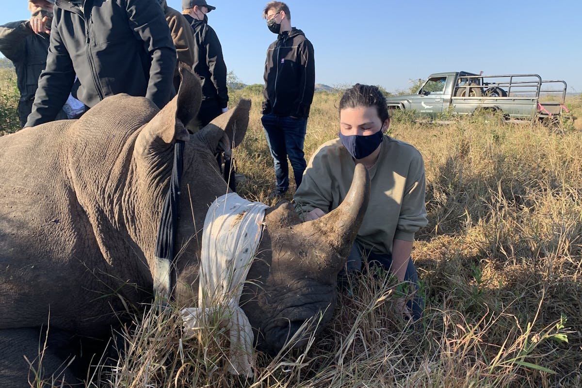 Siske Loggie: working on a sedated rhino