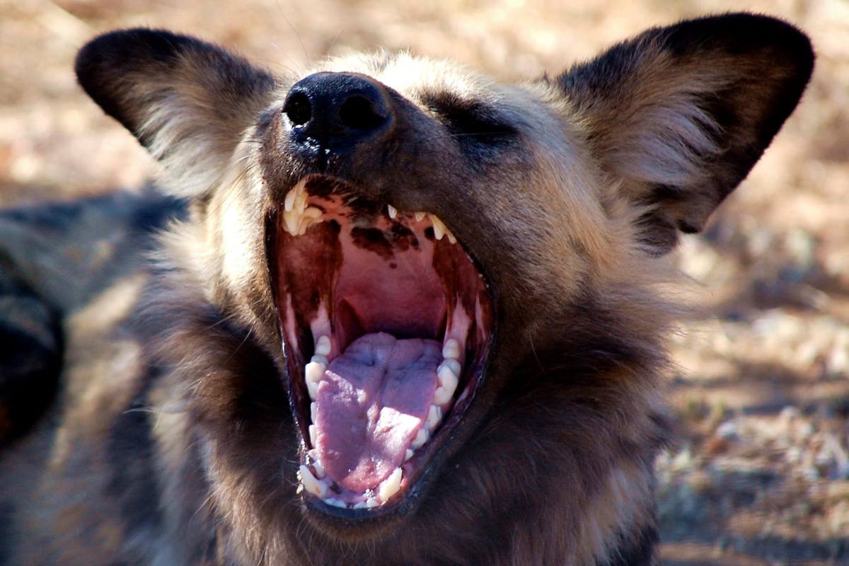 Close-up of a wild dog