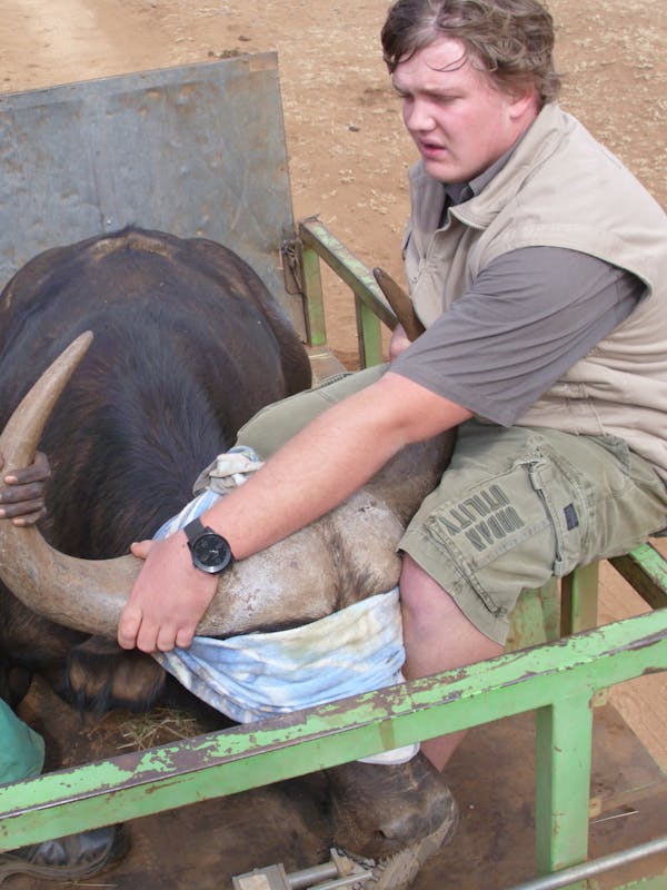 Male ACE volunteer assisting in buffalo relocation