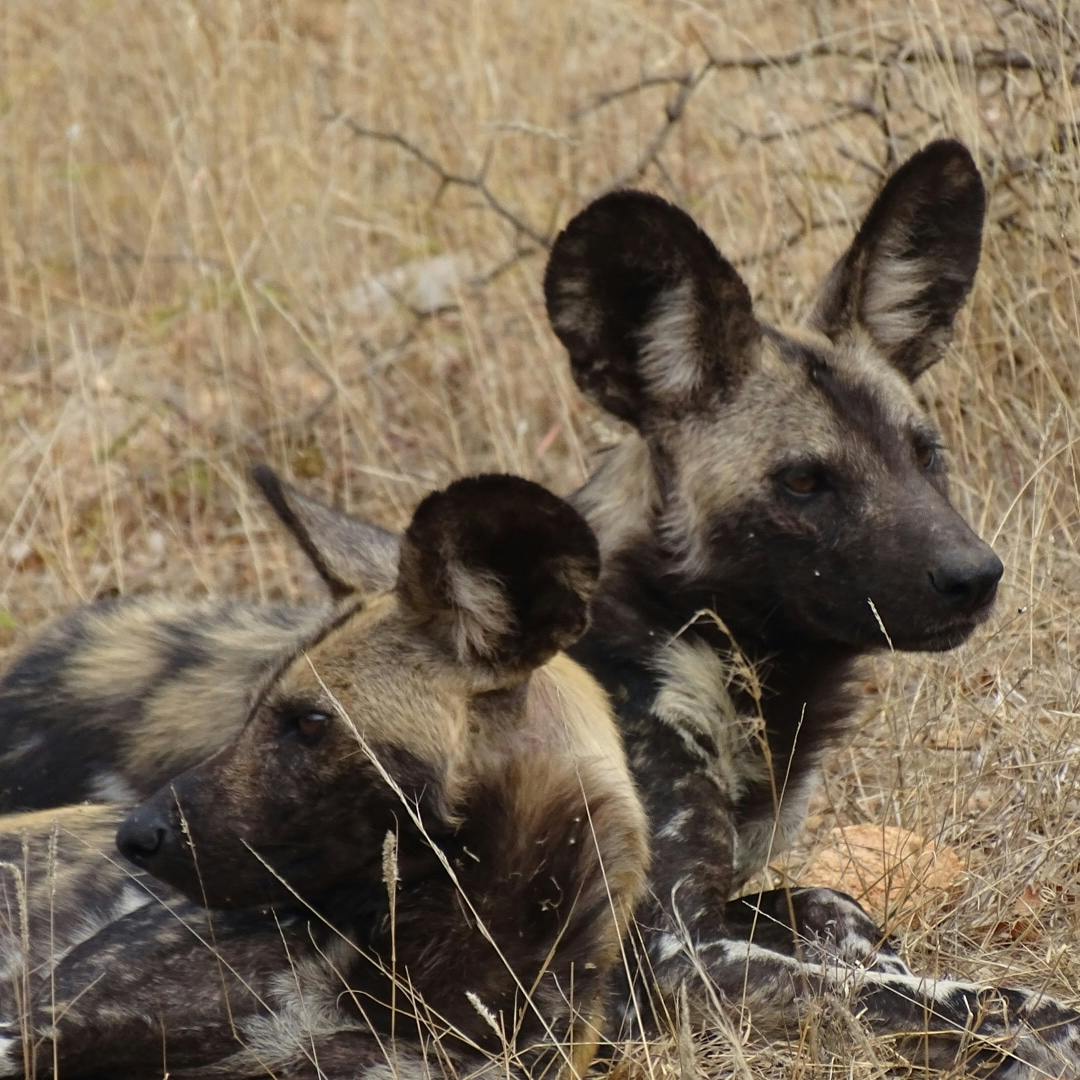 Wild Dogs At Care For Wild!