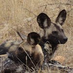 Benedict King: close-up of two wild dogs