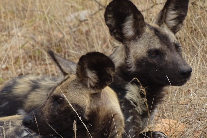 Benedict King: close-up of two wild dogs
