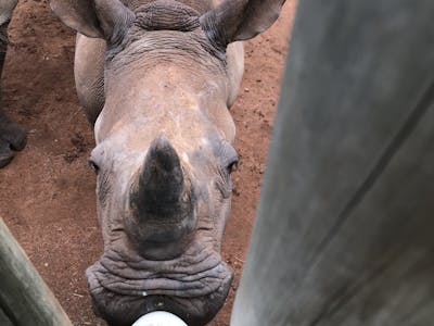 Sabrina Roach: bottle feeding a baby rhino